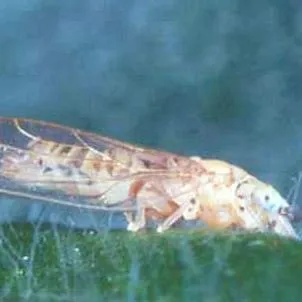 thumbnail for publication: Psílido, Boreioglycaspis melaleucae Moore (Insecta: Hemiptera: Psyllidae)